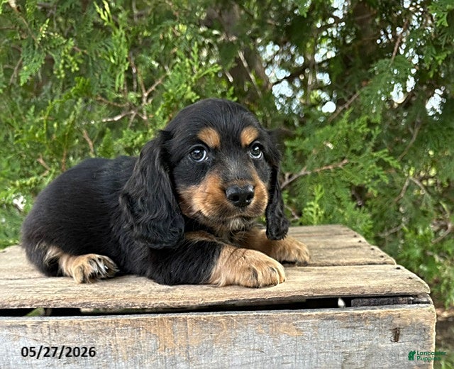 Dachshund dogs Bear - Ad 2