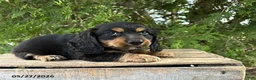 Dachshund dogs for sale: Bear - Ad 2