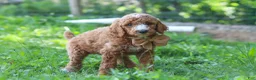 Standard Poodle dogs for sale: Isaiah AKC - Ad 2