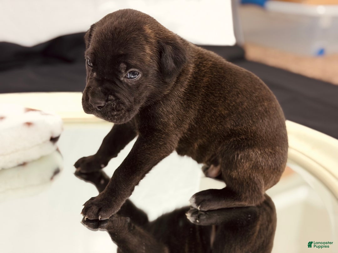 Cane Corso dogs for sale: Zues - Ad 2