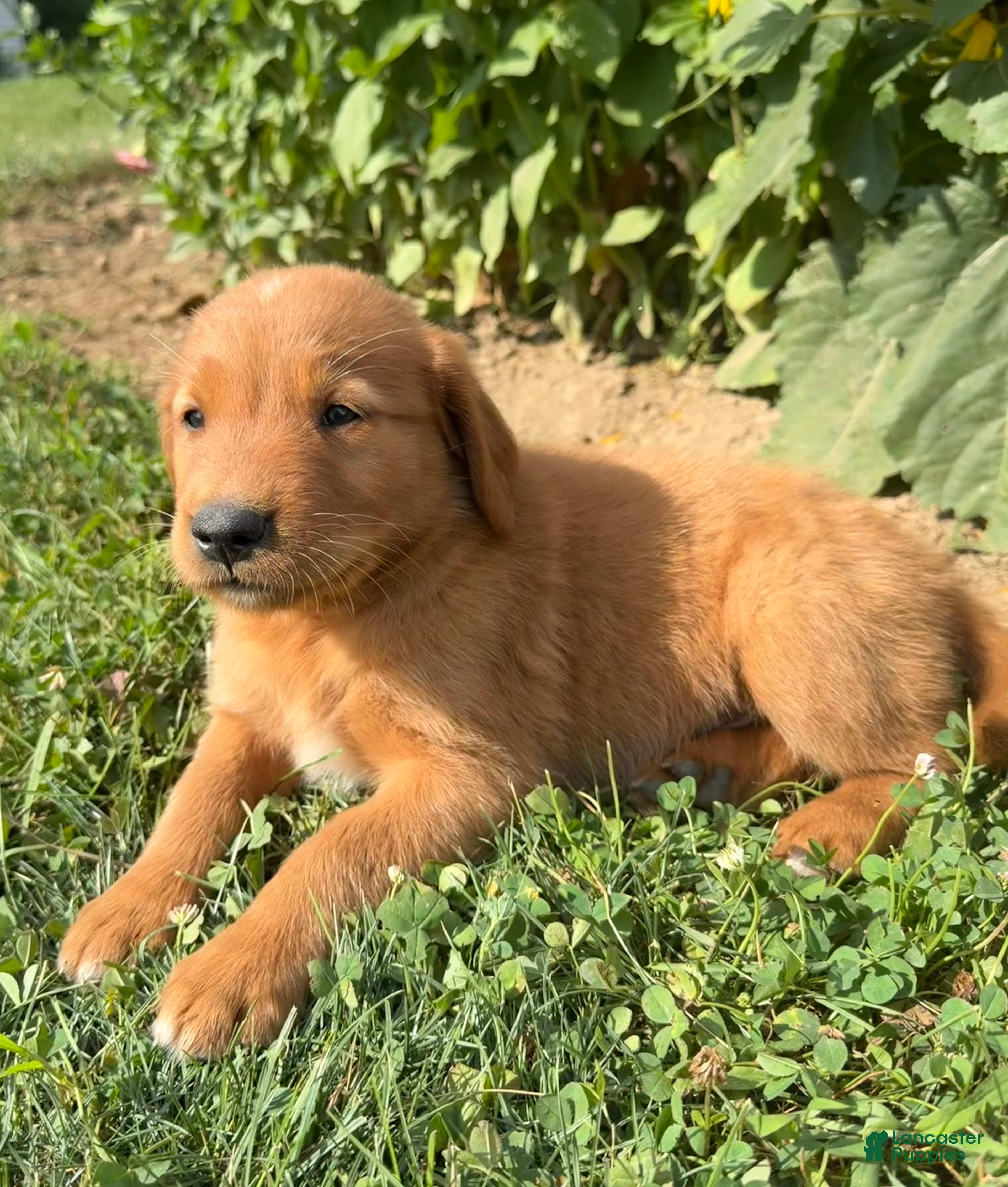 Golden Retriever dogs Cooper - Ad 2