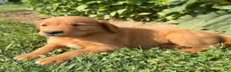 Golden Retriever dogs for sale: Cooper - Ad 2