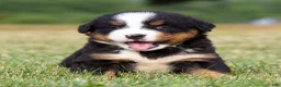 Bernese Mountain Dog dogs for sale: Stella - Ad 4