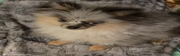 Pomeranian dogs for sale: Aca Harley  - Ad 4