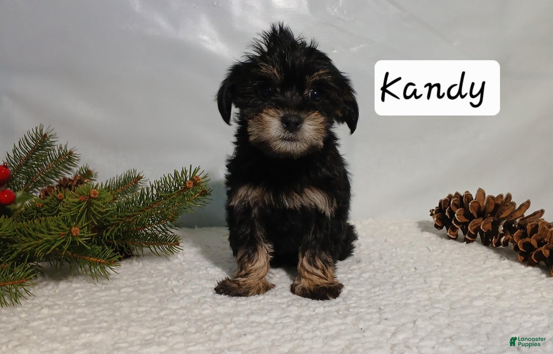 Yorkiepoo dogs for sale: Kandy - Ad 3