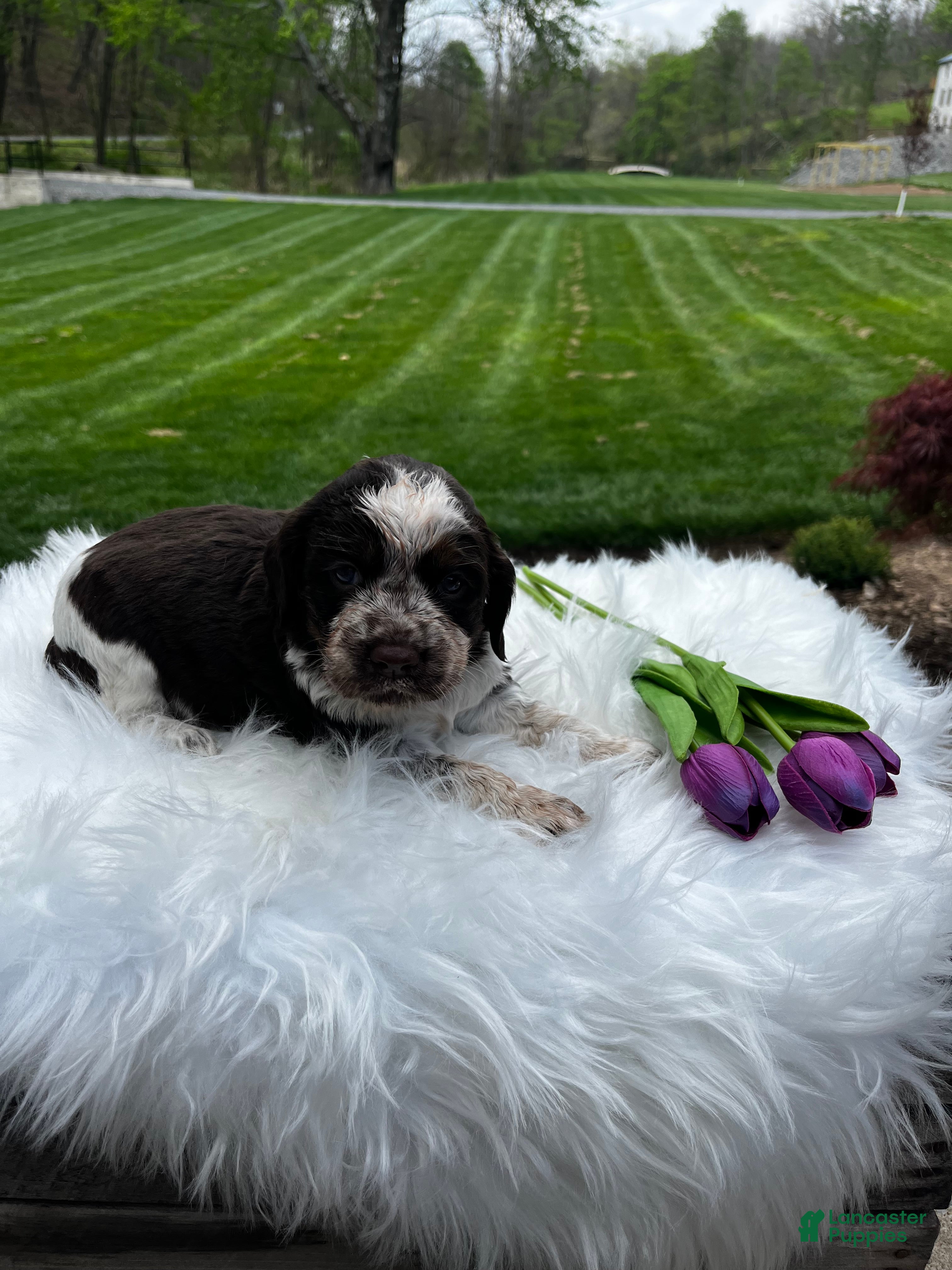 English Springer Spaniel dogs Princess - Ad 2