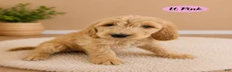Goldendoodle dogs for sale: Light Pink - Ad 1