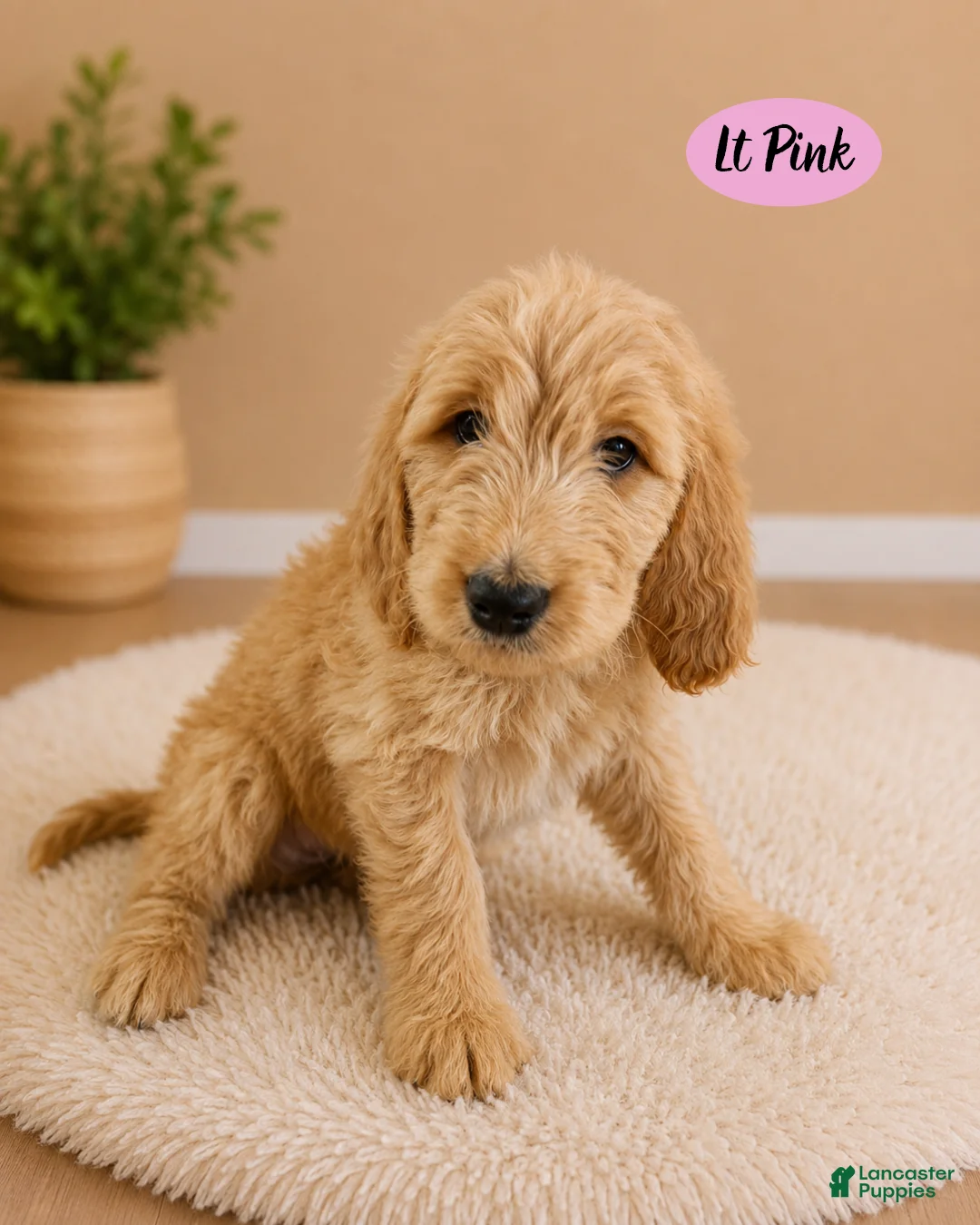 Goldendoodle dogs for sale: Light Pink - Ad 1