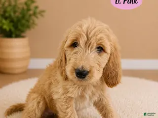 Goldendoodle dogs Light Pink - Ad 13
