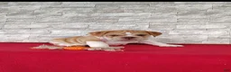 Beabull dogs for sale: Riley - Ad 6