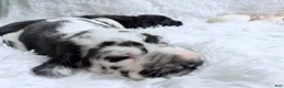 Great Dane dogs for sale: Hera - Ad 6