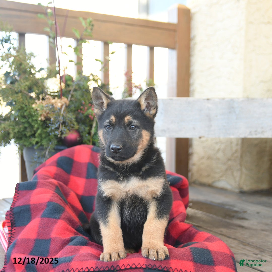 German Shepherd dogs for sale: Mocha - Ad 5