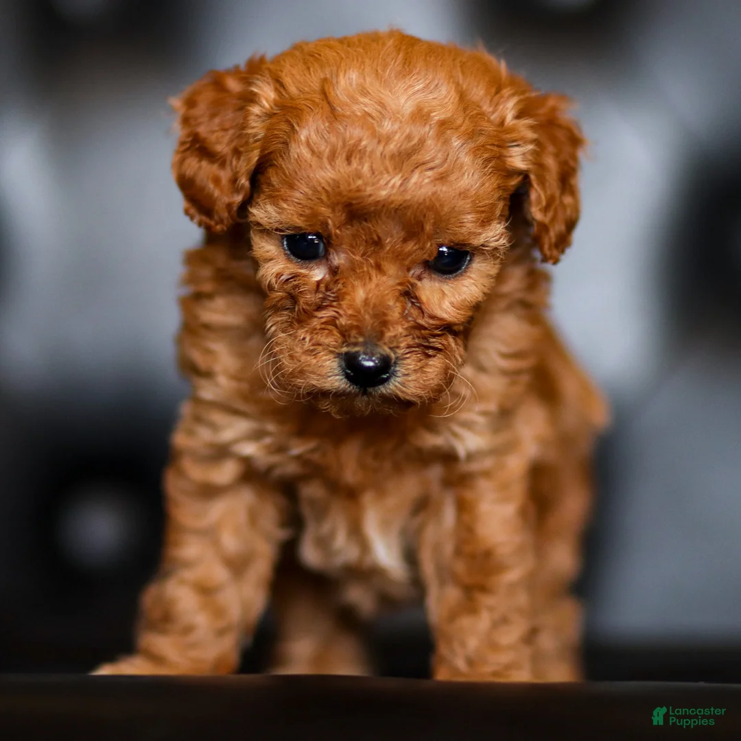 Goldendoodle dogs for sale: Florence  - Ad 2