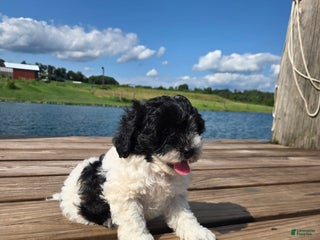 Shihpoo dogs - Ad 18