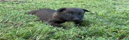 Belgian Malinois dogs for sale: Harry Potter (red) - Ad 5