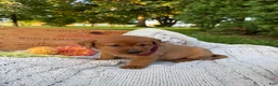 Labrador Retriever dogs for sale: Honey - Ad 3
