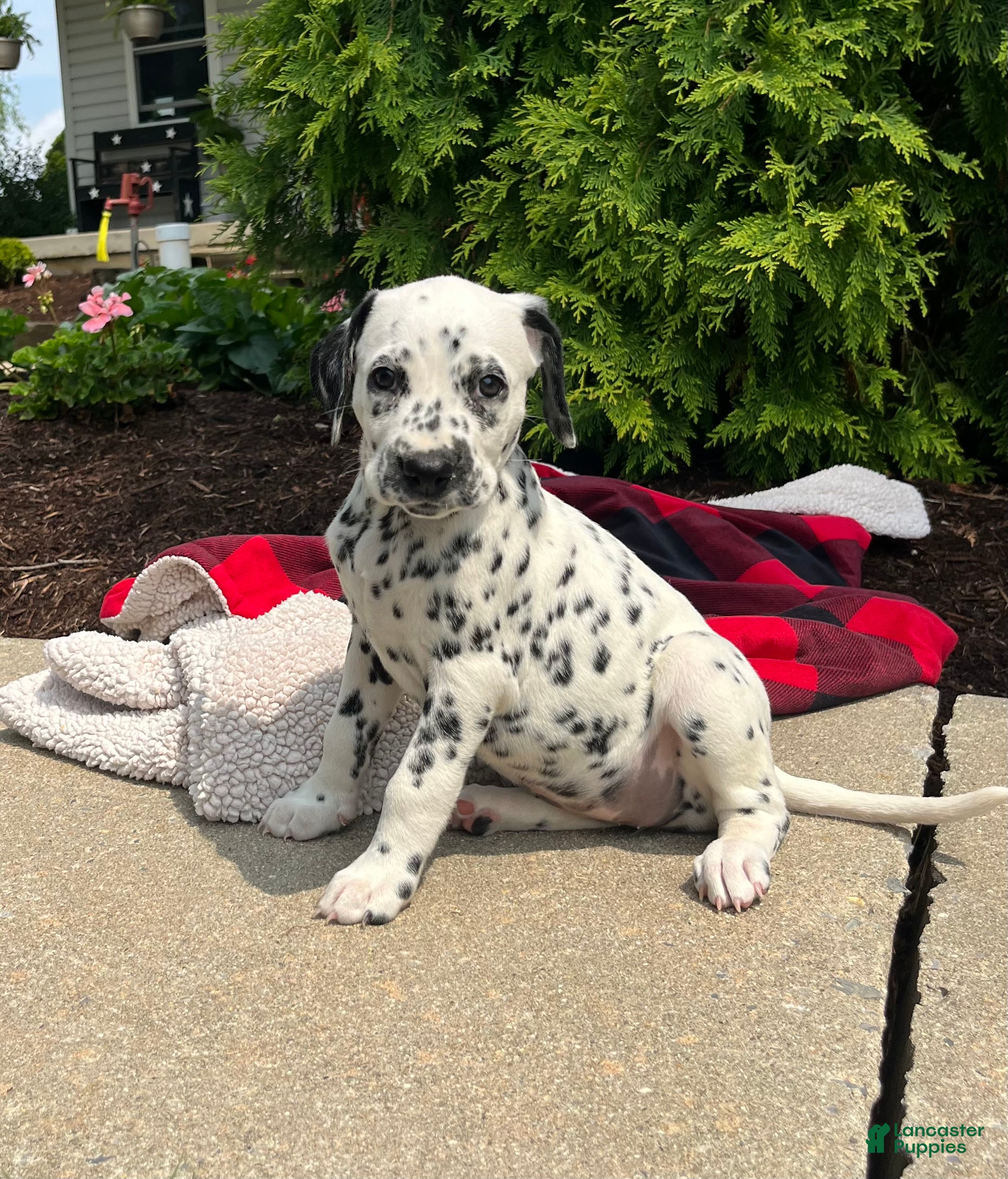 Dalmatian dogs Dahlia - Ad 1