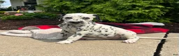 Dalmatian dogs for sale: Dahlia - Ad 1