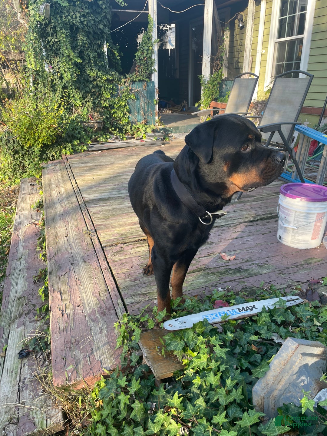 Rottweiler dogs for sale: Bruno  - Ad 4