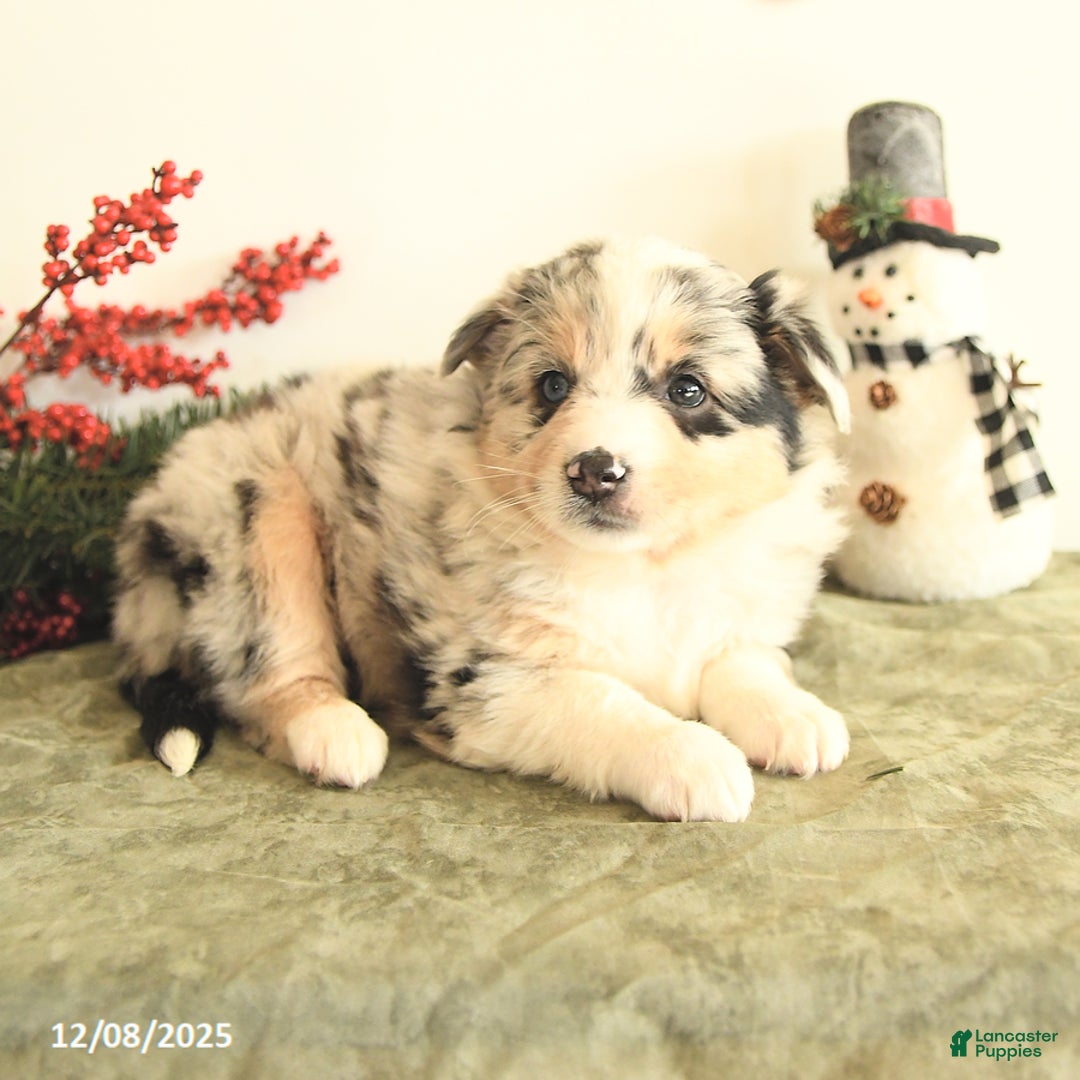 Miniature Australian Shepherd dogs for sale: Tansy - Ad 3
