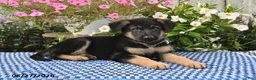 German Shepherd dogs for sale: Kaiser - Ad 4