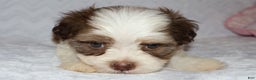 Shihpoo dogs for sale: Ethan - Ad 8
