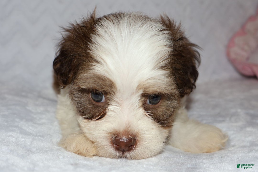 Shihpoo dogs for sale: Ethan - Ad 8