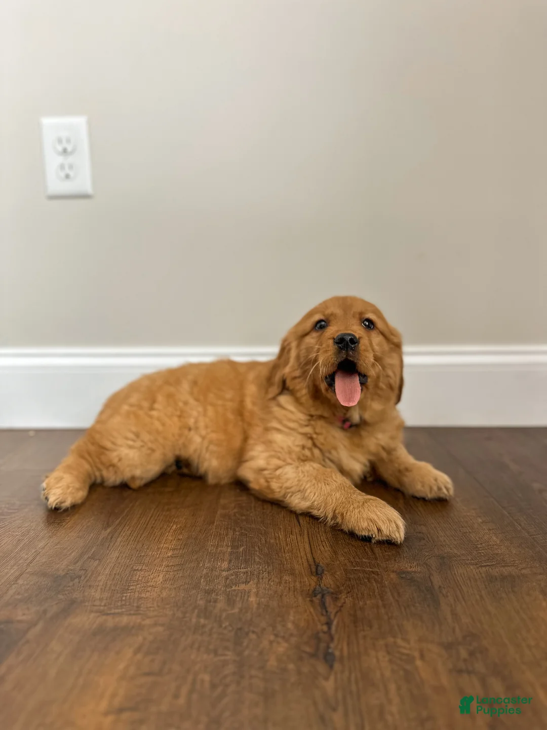 Golden Retriever dogs for sale: Ruby - Ad 5