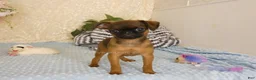 Brussels Griffon dogs for sale: Ollie - Ad 3
