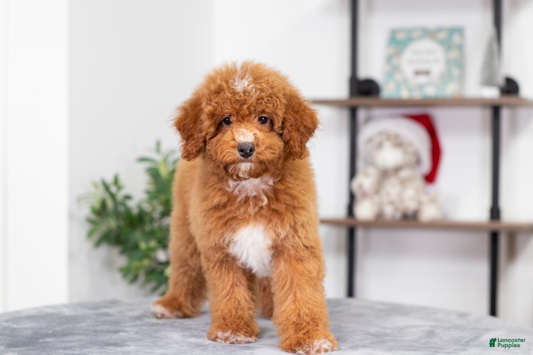 Miniature Poodle dogs for sale: Carmen - Ad 2
