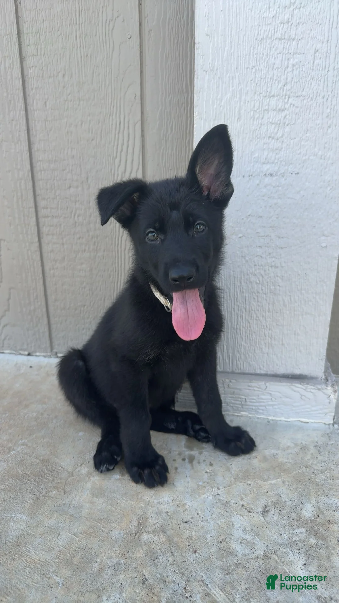 German Shepherd dogs for sale: Beige Collar - Ad 1