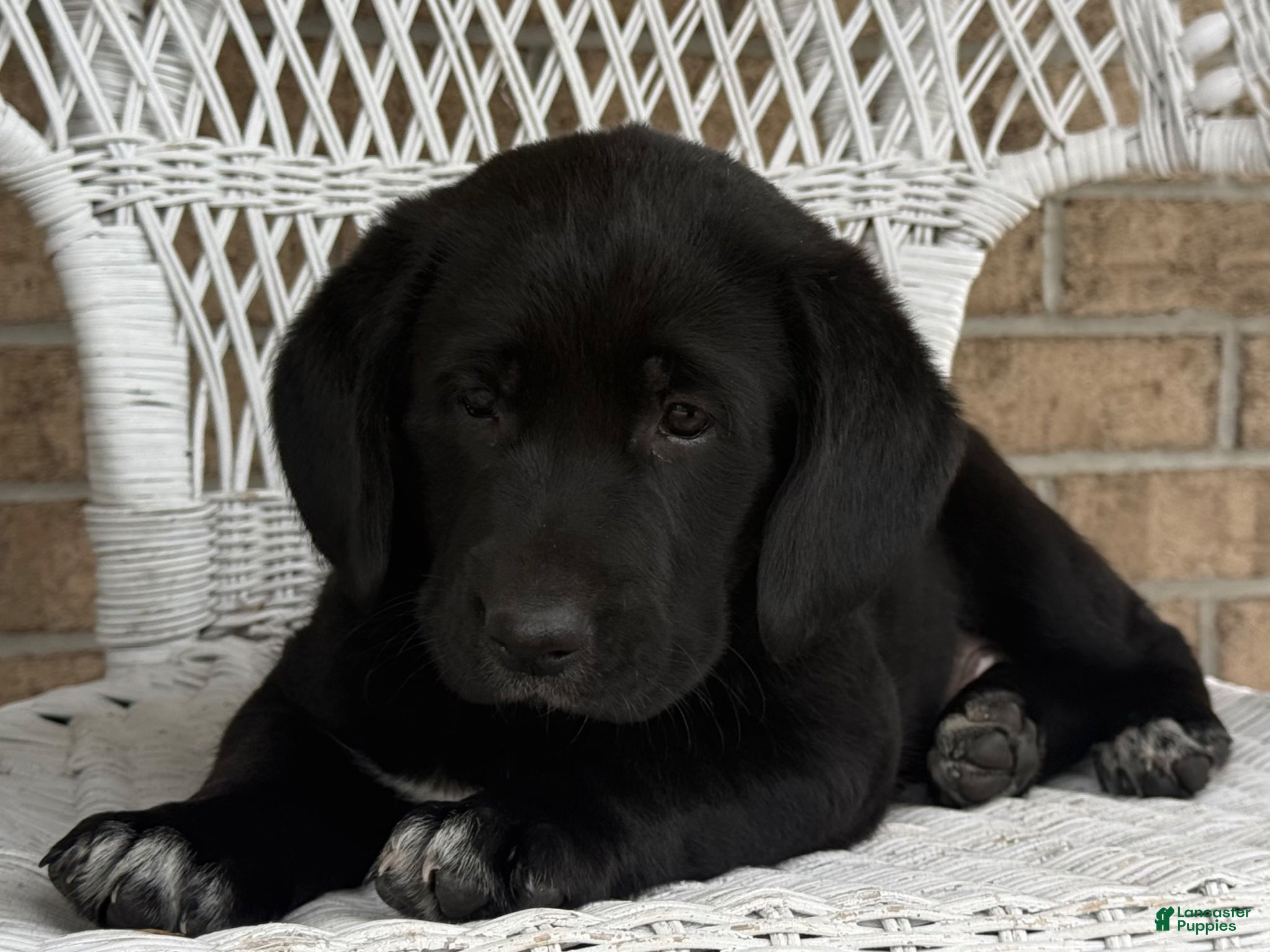 Mixed Breed dogs for sale: Terri - Ad 1