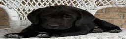 Mixed Breed dogs for sale: Terri - Ad 1