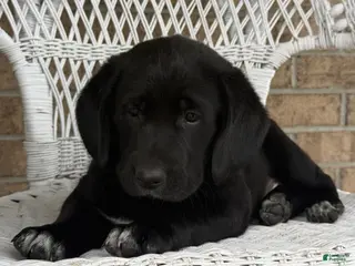 Mixed Breed dogs for sale: Terri - Ad 1