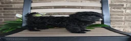 Havapoo dogs for sale: Aria - Ad 5