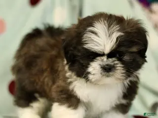 Shih Tzu dogs for sale: Charlie - Ad 1