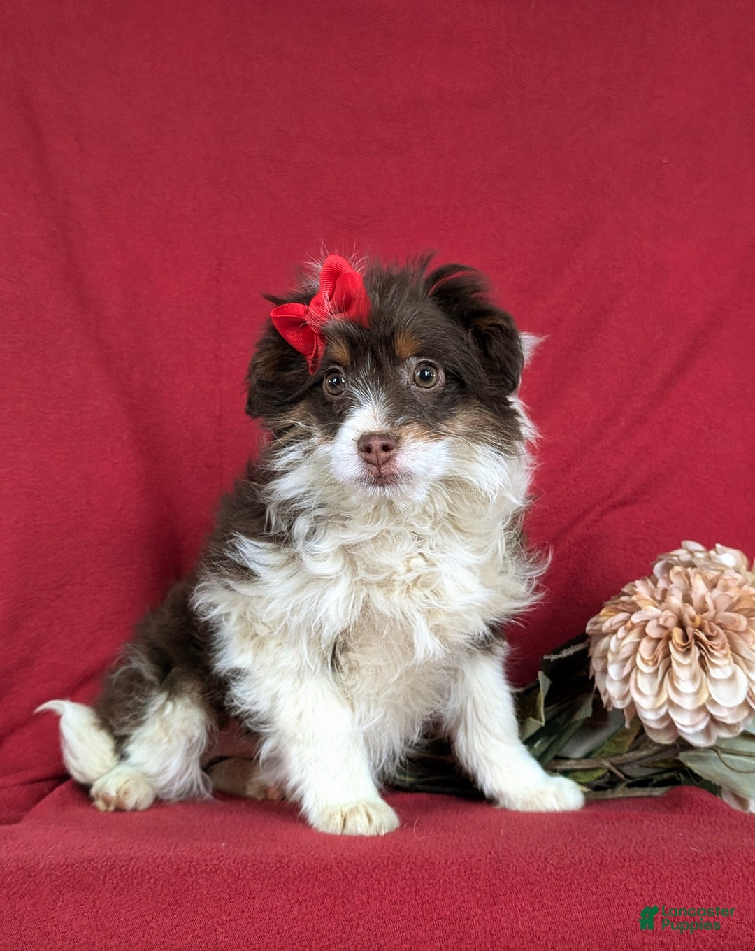 Mini Aussiedoodle dogs for sale: Brittney - Ad 1