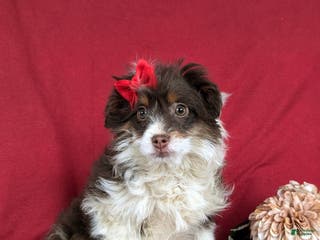 Mini Aussiedoodle dogs Brittney - Ad 31
