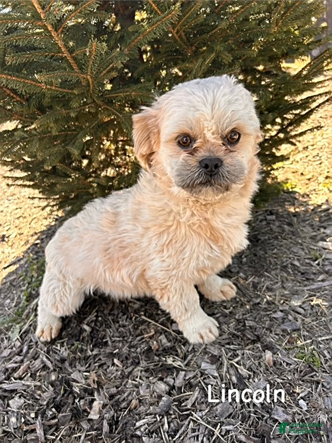 Shih Tzu dogs for sale: Jaila - Ad 4