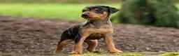 Miniature Pinscher dogs for sale: AMY - Ad 6