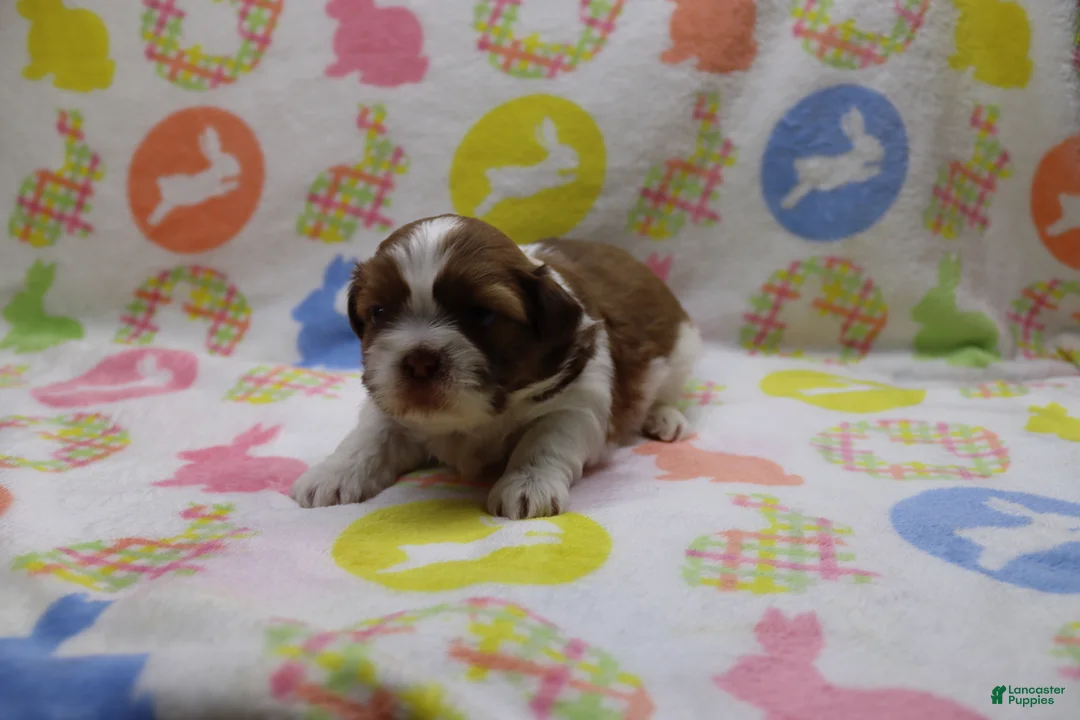 Shih Tzu dogs for sale: jackson - Ad 2