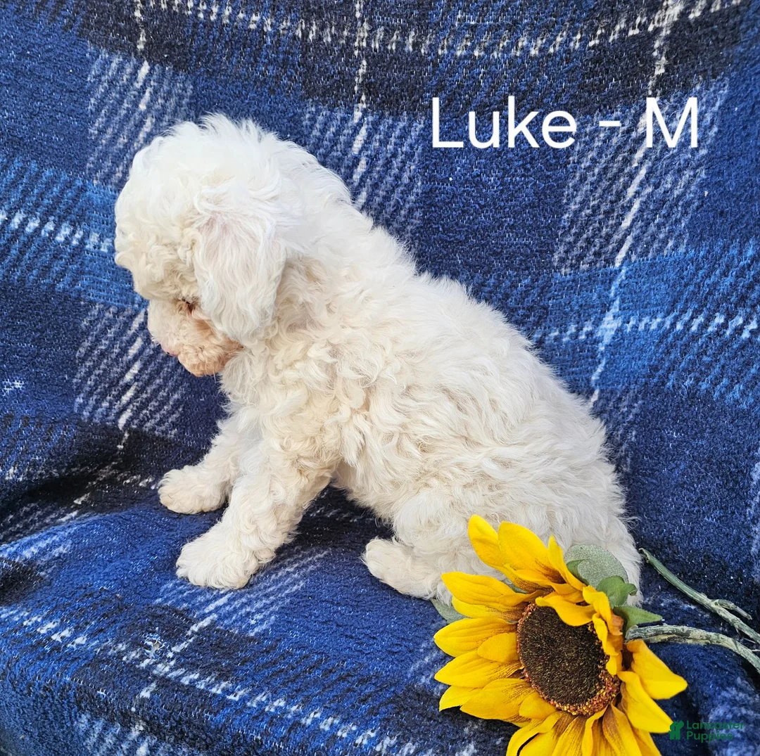 Miniature Poodle dogs for sale: Luke - Ad 3