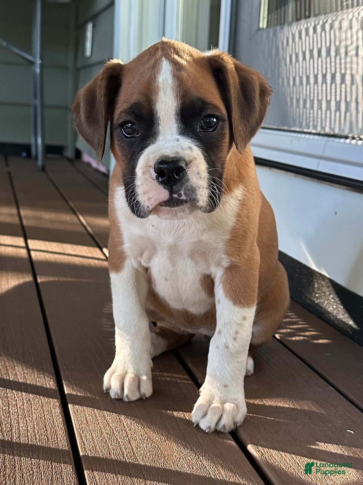 Serena (Boxer, Female) in Smithville, OH