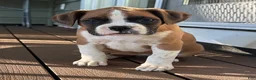 Boxer dogs for sale: Serena - Ad 1