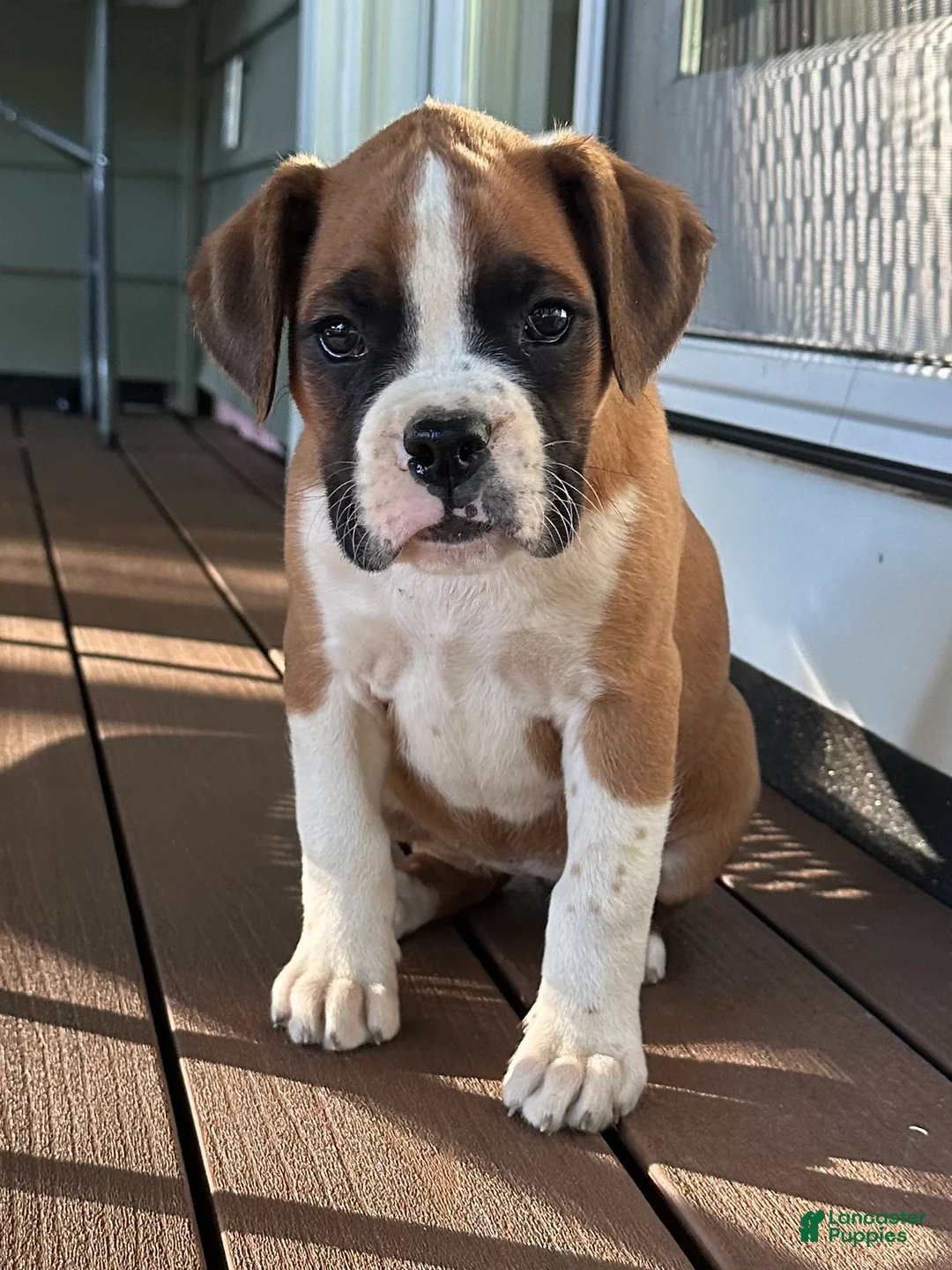 Boxer dogs for sale: Serena - Ad 1