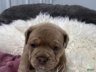 Olde English Bulldogge dogs - Ad 35