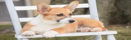 Welsh Corgi Pembroke dogs for sale: Ripley - Ad 4