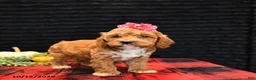 Cockapoo dogs for sale: Jasmine - Ad 3
