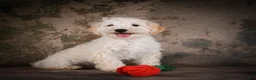 Maltipoo dogs for sale: Theodore - Ad 3