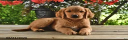 Golden Retriever dogs for sale: Ozzie - Ad 1